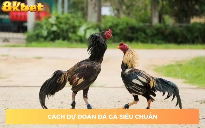 chia-se-cach-du-doan-keo-da-ga