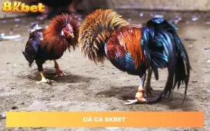 da-ga-8kbet