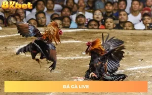 da-ga-live
