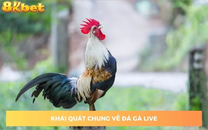 gioi-thieu-da-ga-live-8kbet