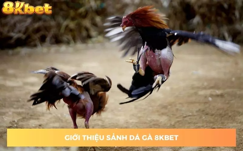 nhung-tong-hop-ve-sanh-da-ga-8kbet